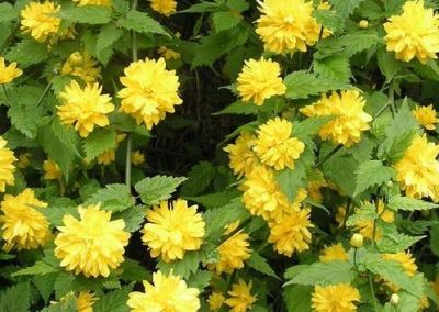 Our pick of the top 5 Flowering Shrubs