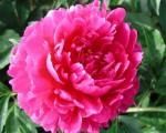 Paeonia