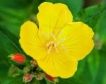 Patio Plants Ideal for your Winter Garden