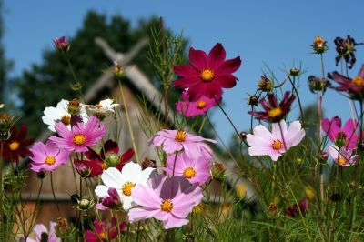 Perennials to Create a Cottage Garden