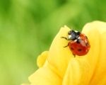 Pests - Prevention for indoor and outdoor plants