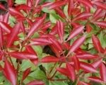 Pieris Mountain Fire