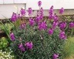 Plant of the Month -  Erysimum 'Bowles's Mauve'