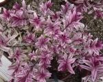 Plant of the Month - Hebe Rhubard & Custard