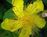 Plant of the Month September - Hypericum