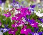 Plant-up Containers : How to choose the right plants for your containers 