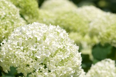 Planting & Caring for Hydrangeas