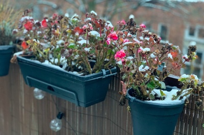 Protect your garden plants in winter