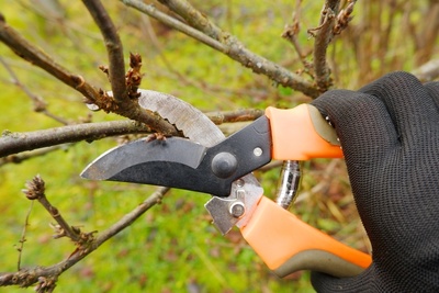 Pruning trees and shrubs in winter