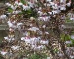 Prunus kojo- no- mai   