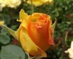 Roses - Buying & Planting 