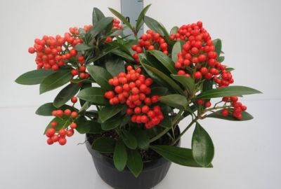 Skimmia Temptation