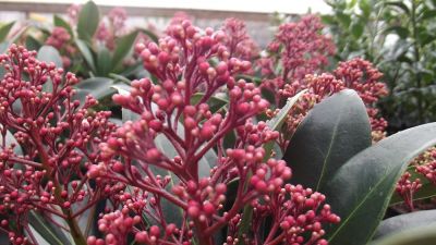 Skimmias are the ideal winter plant for fragrant flowers and berries