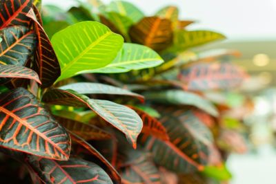 Spice up your interior with Crotons