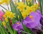 Spring Bulbs - Get planting for spring colour!