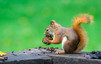 Squirrels in your garden