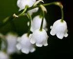 Summer flowering bulbs  - so much colour to look forward to!