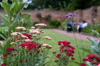 The importance of diverse planting for your garden