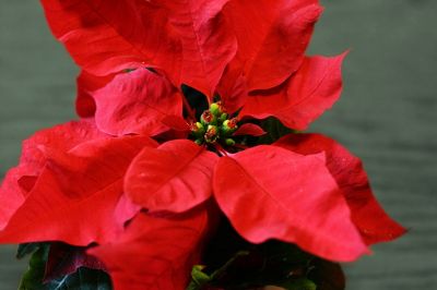 The Poinsettia