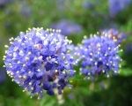 Top 10 Plants for 2015