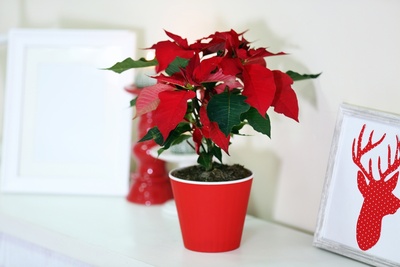 Top 5 Christmas plants for the festive season