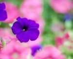 Top Ten Bedding Plants Ireland