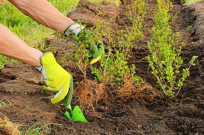 Understanding bare-root plants