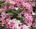 Weigela Plant of the Month for May