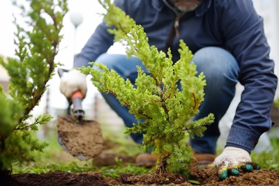 Why and how to plant a tree in winter