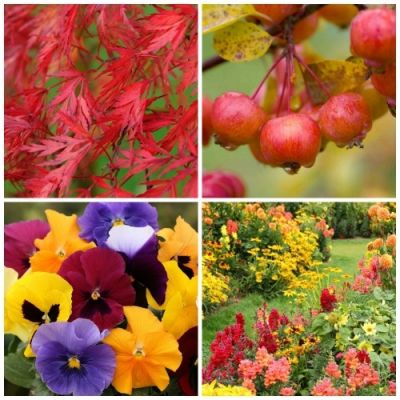 Win €250 worth of autumn plants!