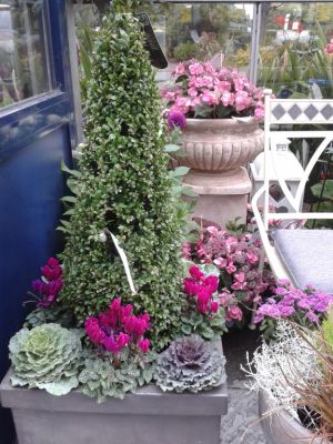 Winter Container Gardening