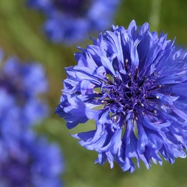 Annuals for picking