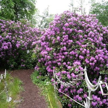 Trees and shrubs