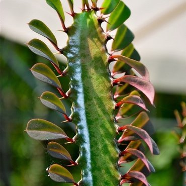 Colourful cacti