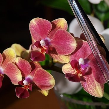 Year-round orchids