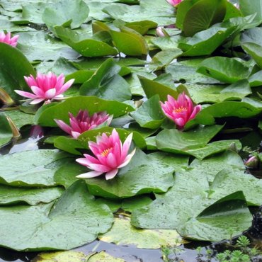 Pond ecosystems