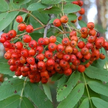 Trees for year-round colour