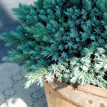 Conifers for small gardens