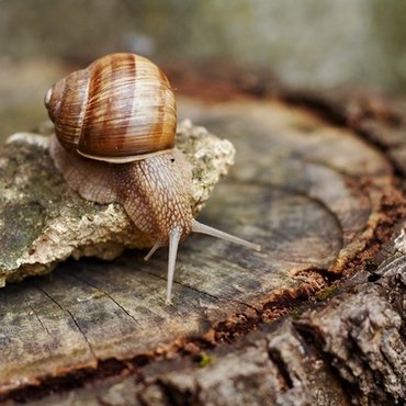 Tackling slugs and snails