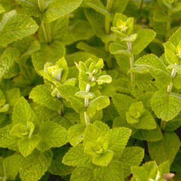 Herbs for containers