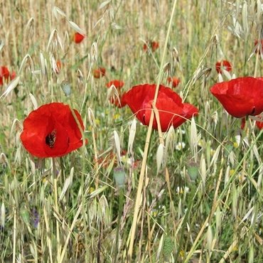 Annual meadows