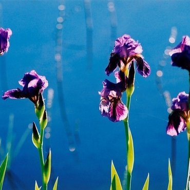 Planting your pond