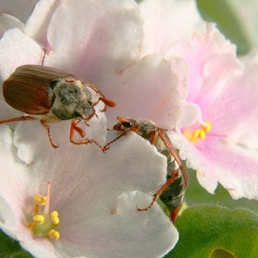 Keeping pests away naturally