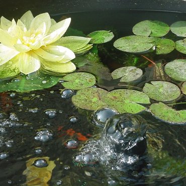 Building a pond