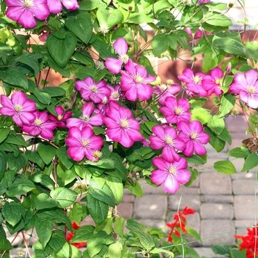 Clematis pruning made simple